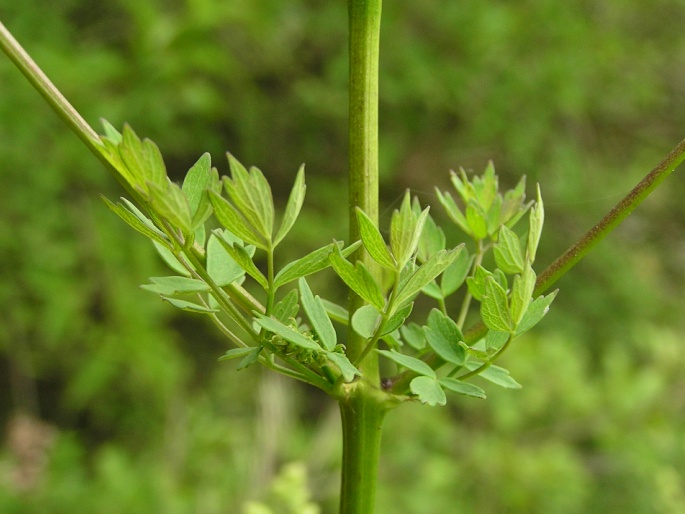 Thalictrum minus