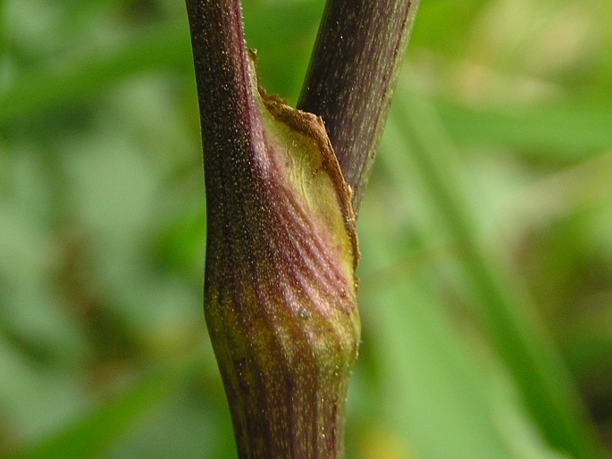 Thalictrum minus