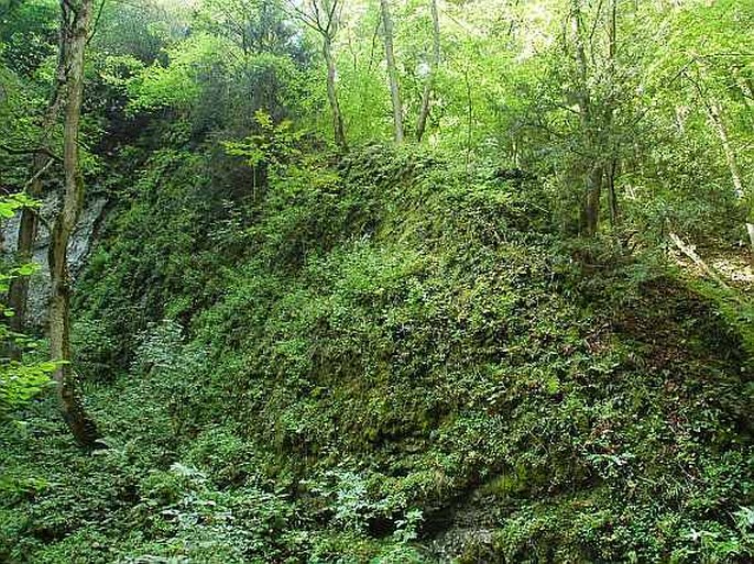 Thamnobryum alopecurum