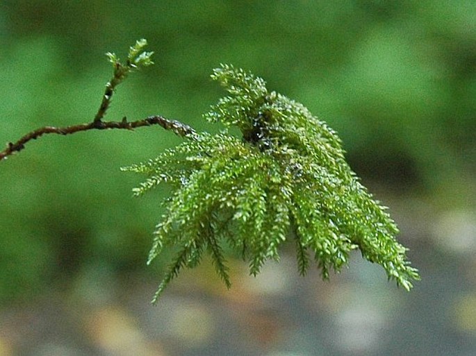 Thamnobryum alopecurum