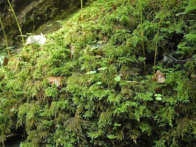 Thamnobryum alopecurum