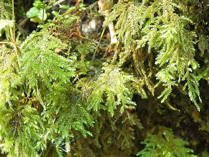 Thamnobryum alopecurum