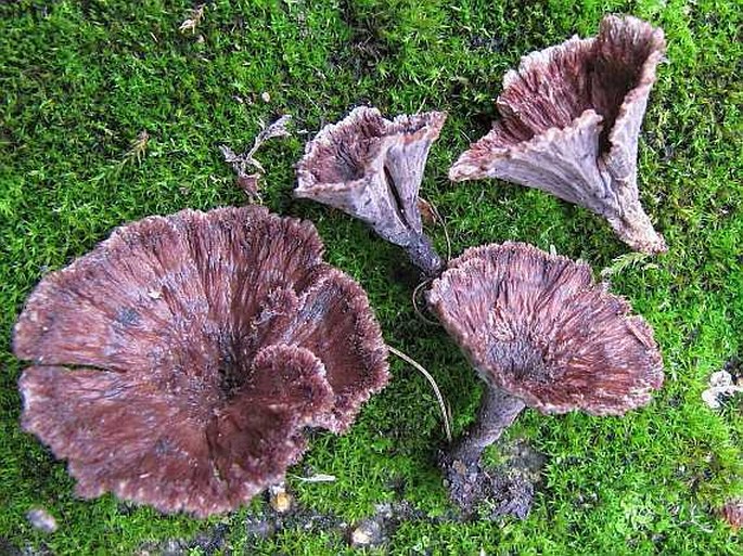 Thelephora caryophyllea