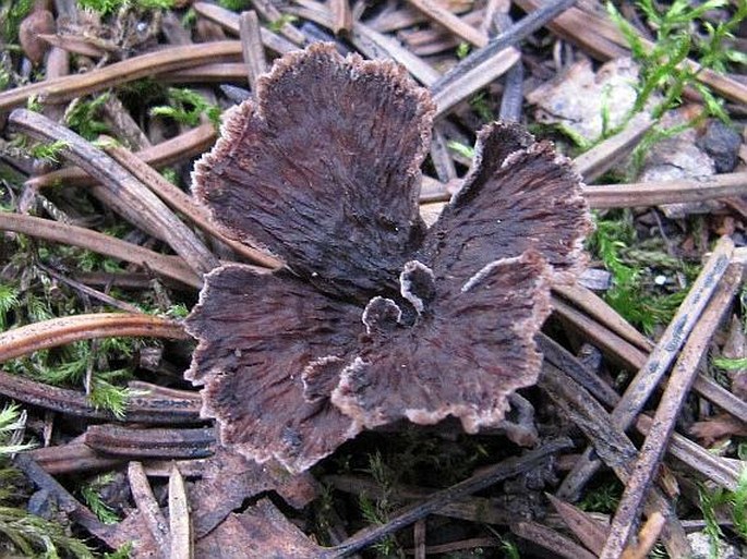 Thelephora caryophyllea