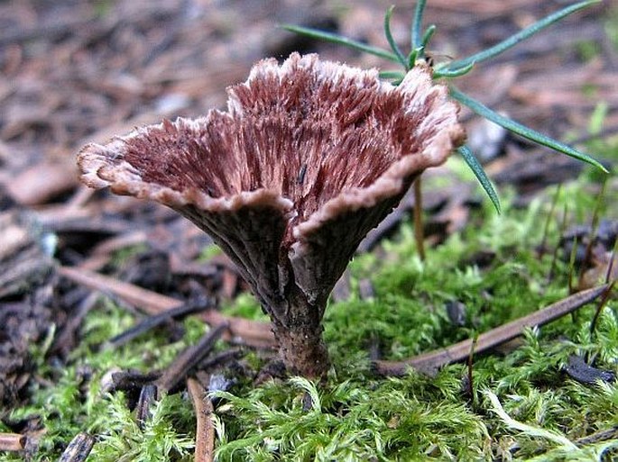 Thelephora caryophyllea