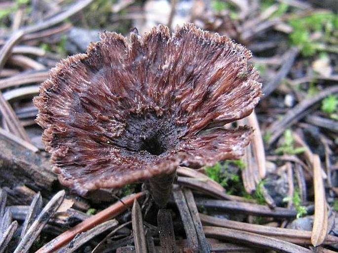 Thelephora caryophyllea