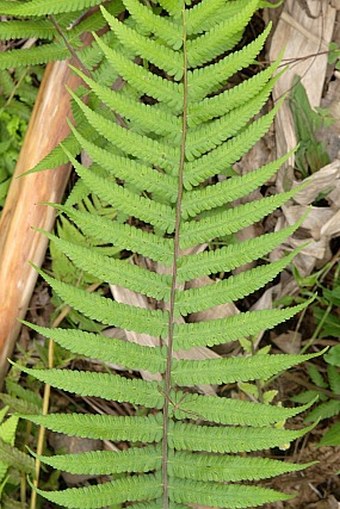 Thelypteris dentata