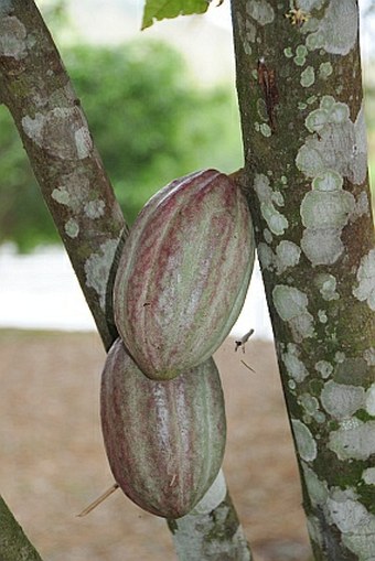 Theobroma cacao