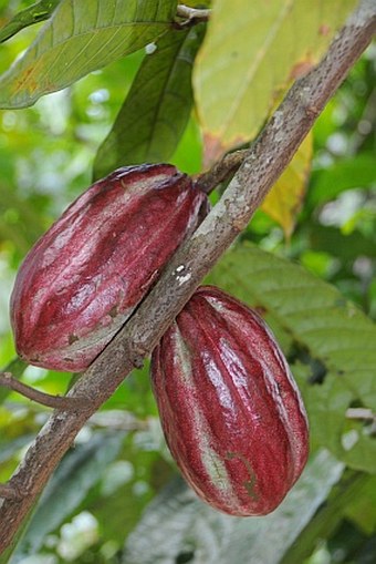 Theobroma cacao