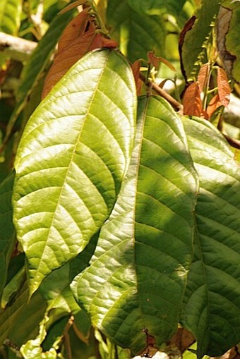 Theobroma cacao