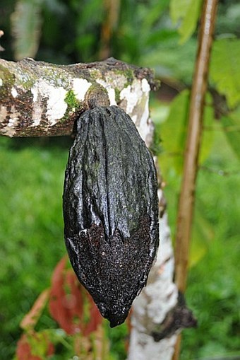 Theobroma cacao