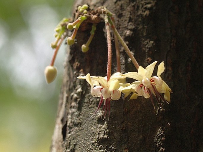 Theobroma cacao