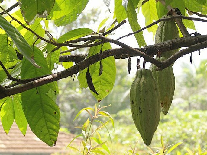 Theobroma cacao