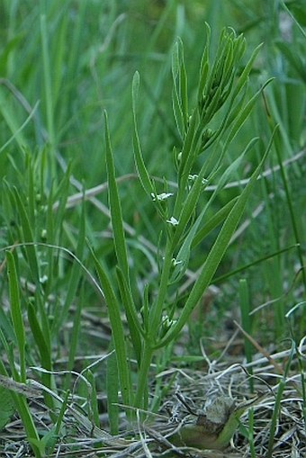 Thesium dollineri