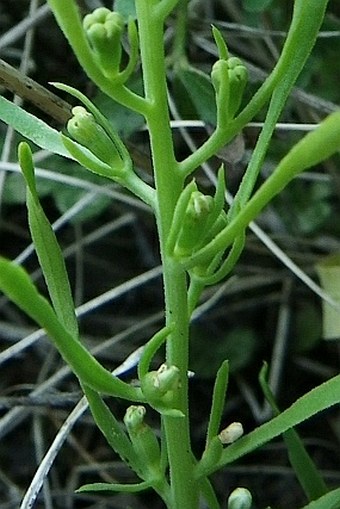 Thesium dollineri