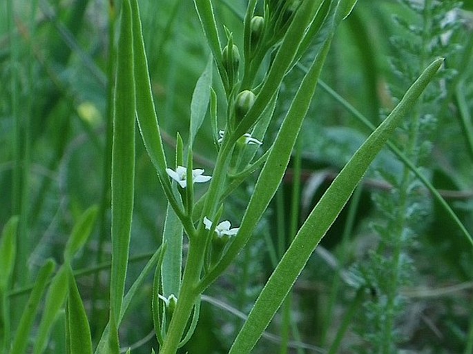 Thesium dollineri