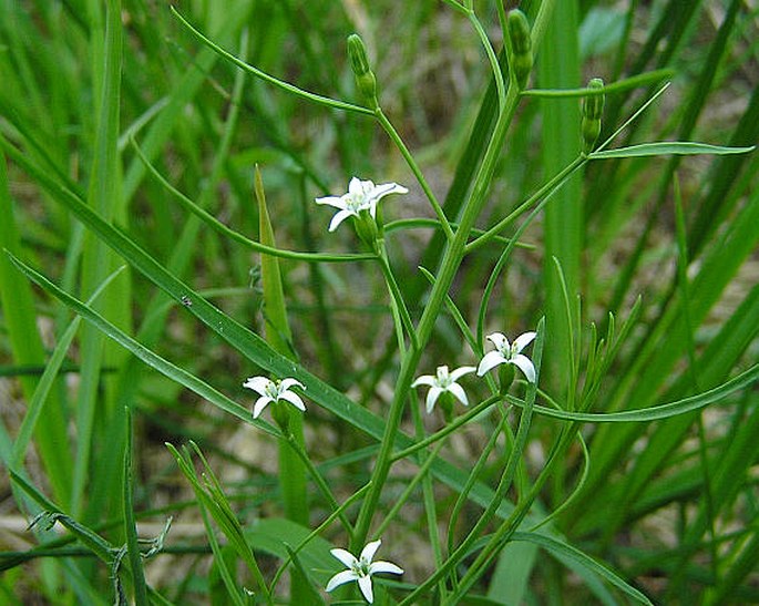 Thesium rostratum