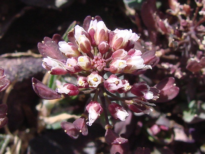 THLASPI CYPRIUM Bornm. – penízek / peniažtek