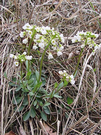 Thlaspi montanum