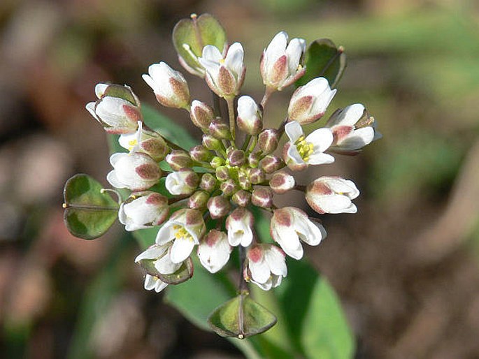 THLASPI PERFOLIATUM L. – penízek prorostlý / peniažtek prerastenolistý