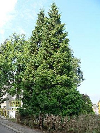 Thuja plicata