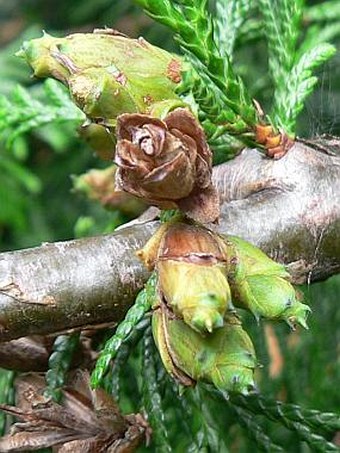 Thuja plicata