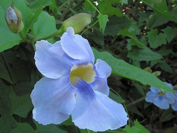 THUNBERGIA GRANDIFLORA Roxb. – smatavka