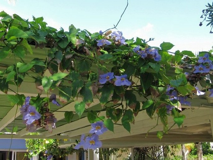 Thunbergia grandiflora