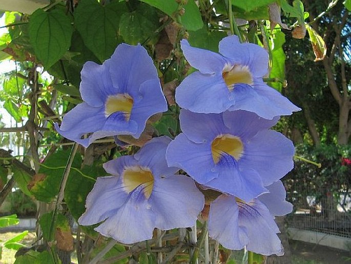 Thunbergia grandiflora