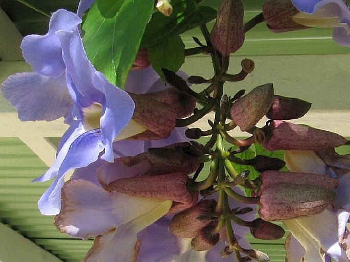 Thunbergia grandiflora