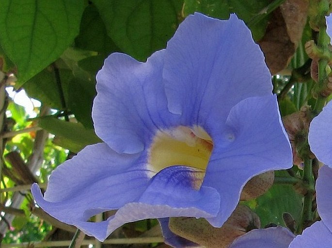 Thunbergia grandiflora