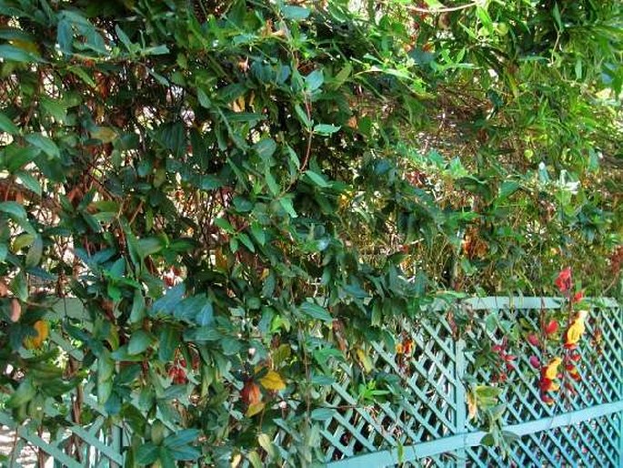 Thunbergia mysorensis