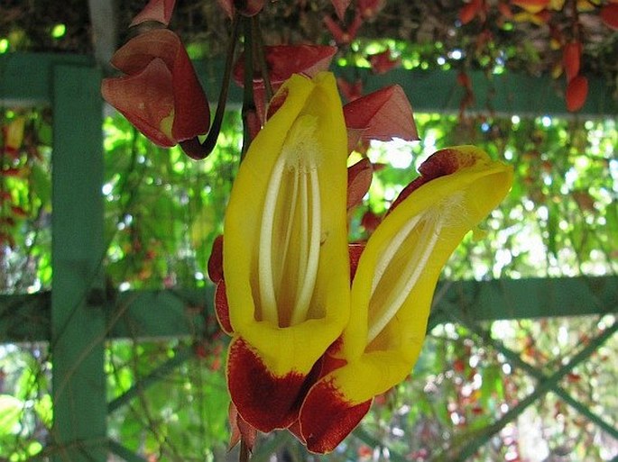 Thunbergia mysorensis