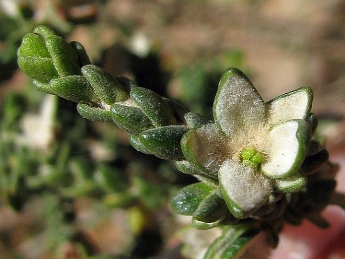 Thymelaea hirsuta