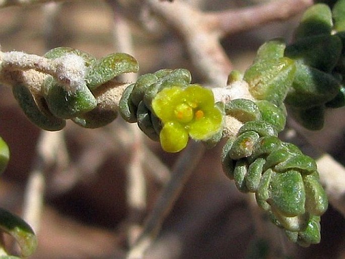 Thymelaea hirsuta