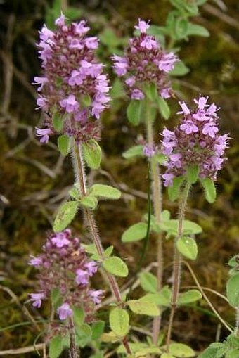 Thymus pulegioides subsp. carniolicus