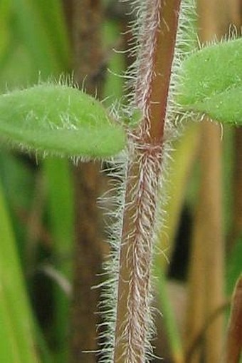 Thymus pulegioides subsp. carniolicus