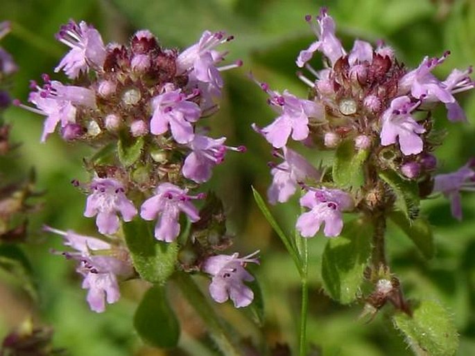 THYMUS PULEGIOIDES subsp. CARNIOLICUS (Borbás) P. A. Schmidt - mateřídouška vejčitá kraňská / dúška Frölichova