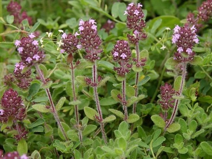 Thymus pulegioides subsp. carniolicus