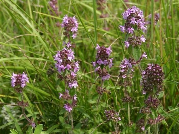 Thymus pulegioides subsp. carniolicus