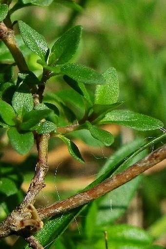 Thymus pulegioides subsp. pulegioides