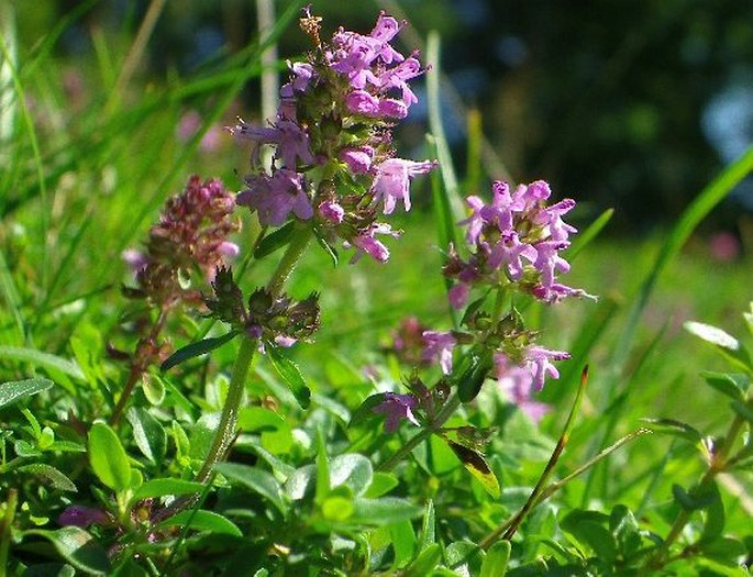 Thymus pulegioides subsp. pulegioides