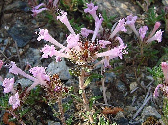 Thymus integer