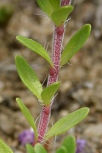 Thymus serpyllum