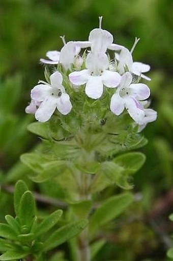 Thymus serpyllum