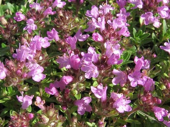 Thymus serpyllum