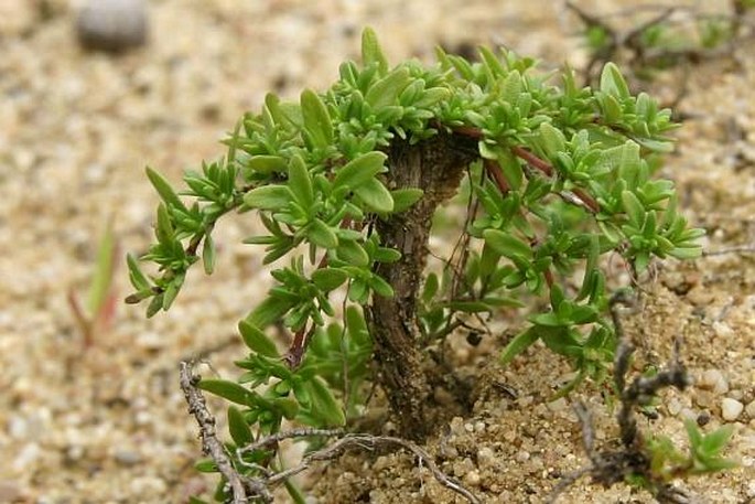 Thymus serpyllum