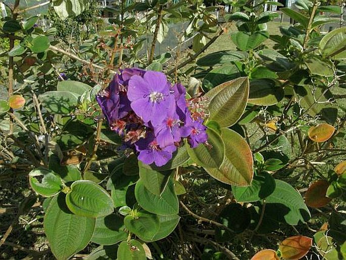 Tibouchina urvilleana