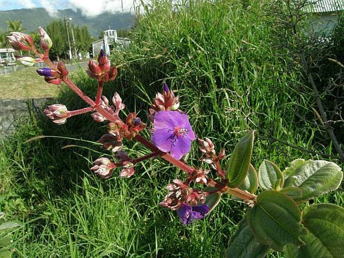 Tibouchina urvilleana