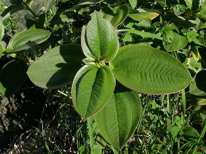 Tibouchina urvilleana